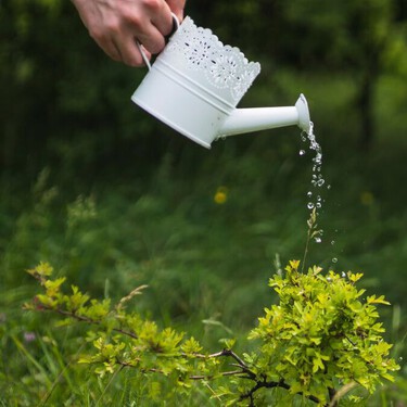 Riego al amanecer: el truco de jardinería definitivo para que las plantas estén hidratadas