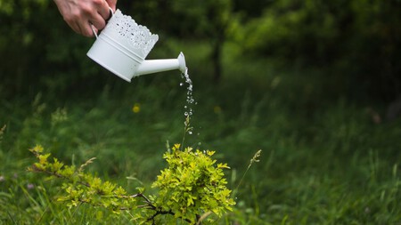 Riego al amanecer: el truco de jardinería definitivo para que las plantas estén hidratadas