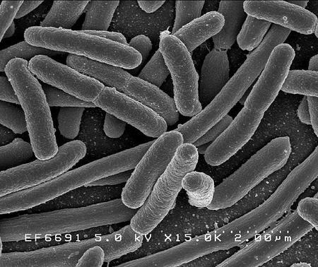 Se localizan 518 microbios desconocidos en nuestra flora intestinal