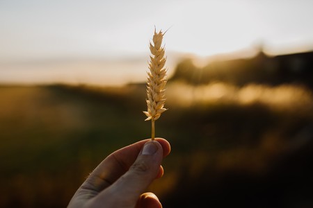 Todo lo que tienes que saber sobre el gluten y la celiaquía (aunque no seas celíaco)
