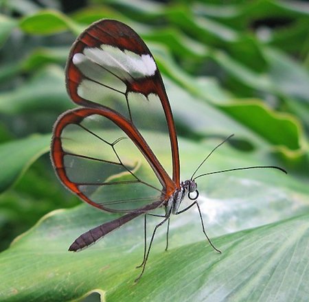 La mariposa de alas transparentes