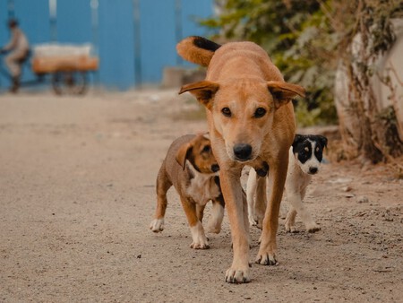 Perros Calle