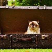 El aeropuerto JFK en Nueva York inaugura una terminal exclusiva para animales