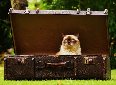 El aeropuerto JFK en Nueva York inaugura una terminal exclusiva para animales