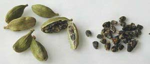 El cardamomo