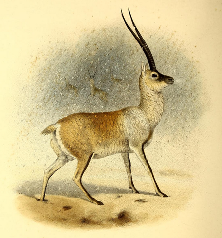 El pelo de este animal es diez veces más fino que el cabello humano