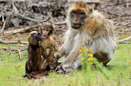 Barbary Macaque 