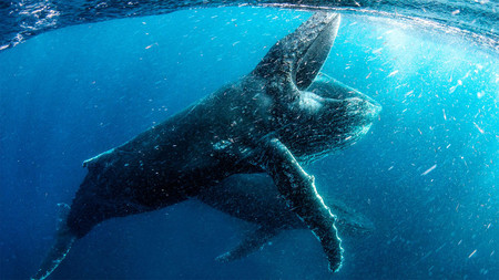 Netflix estrena "Our Planet", una serie de 8 documentales que emitirá en 4K