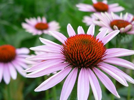 Se edita por primera vez la mayor base de datos de especies vegetales silvestres para mitigar los efectos del "Cambio Climático"