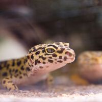 Este gecko pasó desapercibido durante años en México: todos creían que era común, pero resultó ser una especie nueva 