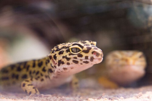 Este gecko pasó desapercibido durante años en México: todos creían que era común, pero resultó ser una especie nueva