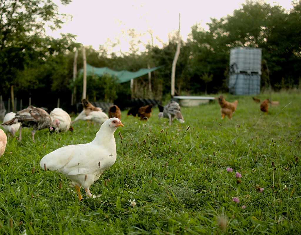 Ante la amenaza de la gripe A, España va a optar por vacunar a humanos antes que por seguir sacrificando aves