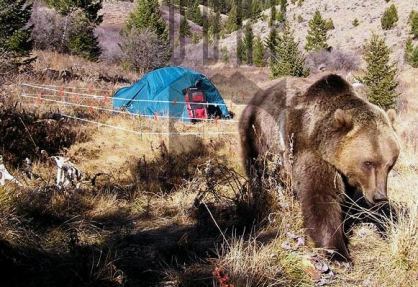 Alambrada para protegernos de los osos