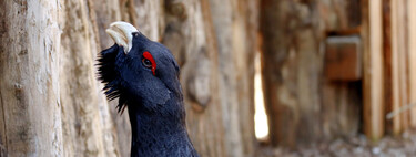 Gastaron más de cinco millones de dólares para salvar una especie en peligro: seis meses después habían perdido 29 de 30 aves 