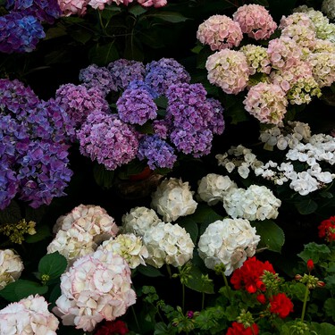 El truco más fácil para un jardín espectacular: nueve plantas que crecen rapidísimo