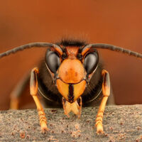 "Estamos luchando contra Satanás": la guerra de EEUU por salvar a las abejas de la invasión de una criatura asesina