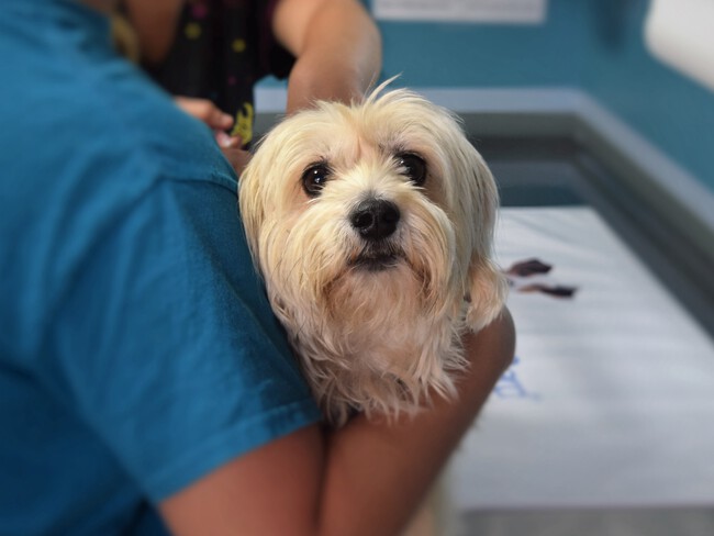Puppy Dog Animal Pet Mammal Care 1161946 Pxhere Com