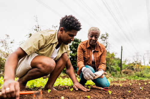 Mulher e homem plantando na terra