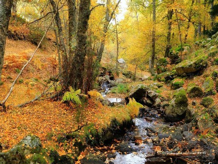 Abedular Canencia Senderismo Madrid