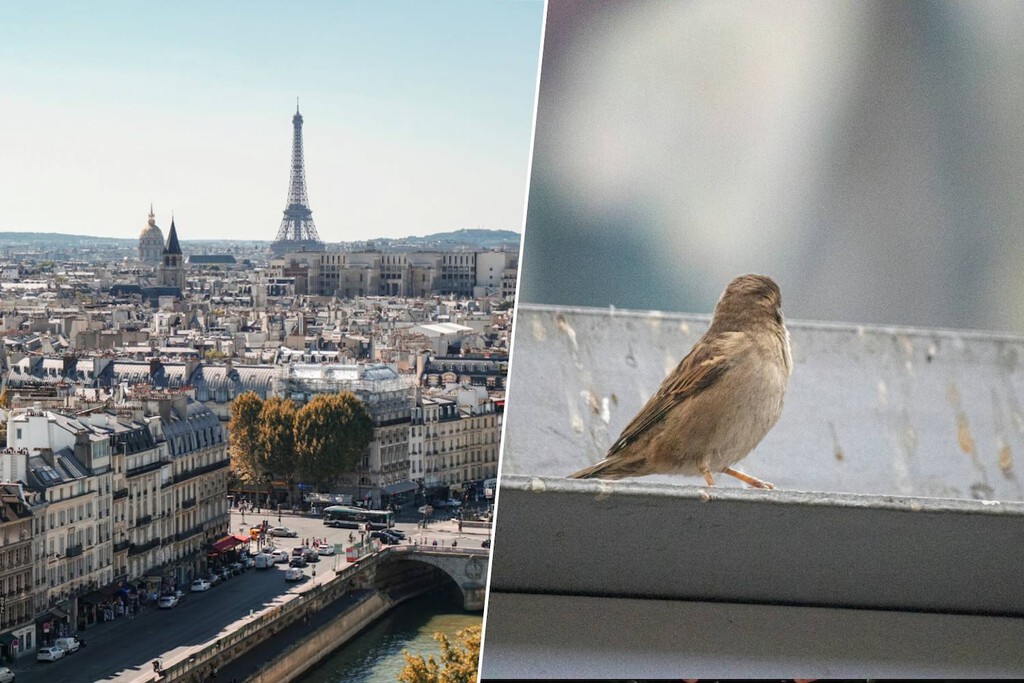 París ya ha vencido al ruido del tráfico, pero le falta lo más difícil: que los pájaros recuperen su canto original
