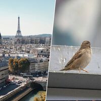 París ha conseguido apaciguar su tráfico. Ahora le falta una cosa mucho más difícil: recuperar a sus pájaros