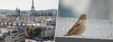 París ha conseguido apaciguar su tráfico. Ahora le falta una cosa mucho más difícil: recuperar a sus pájaros