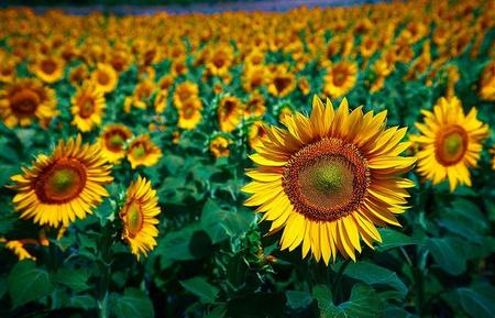 La clave en la atracción de las plantas al Sol