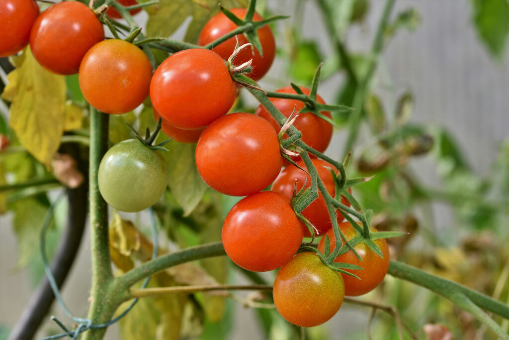 Cómo plantar cherrys: el tomate más dulce es fácil de cultivar en casa y cabe en cualquier rincón