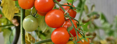 Cómo plantar cherrys: el tomate más dulce es fácil de cultivar en casa y cabe en cualquier rincón