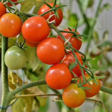Cómo plantar cherrys: el tomate más dulce es fácil de cultivar en casa y cabe en cualquier rincón