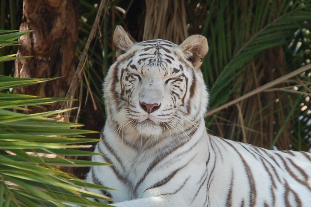 El tigre de Bengala que sembró el miedo en Edomex no escapó de un refugio: vivía en un predio privado