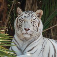El tigre de Bengala que sembró el miedo en Edomex no escapó de un refugio: vivía en un predio privado