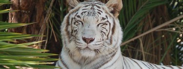 El tigre de Bengala que sembró el miedo en Edomex no escapó de un refugio: vivía en un predio privado