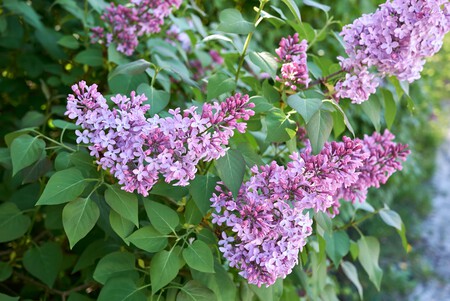 lilas