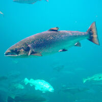 Los salmones están nadando más kilómetros de lo normal y la causa es inesperada: cocaína en los ríos 