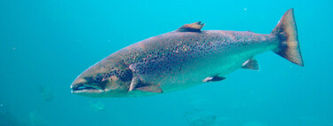 Los salmones están recorriendo distancias inusuales y el culpable es la cocaína