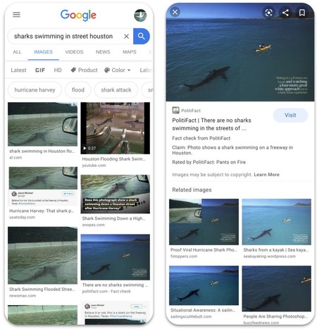 Sharksswimming Max 1000x1000