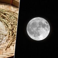 Japón ha encontrado la forma de cultivar arroz en la Luna: solo necesita aire, agua y electricidad  