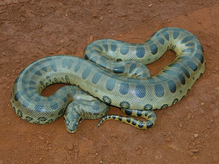 Eunectes murinus