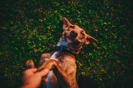 Ley Bienestar Animal perro caza y trabajo y ciudad - Podencos y galgos