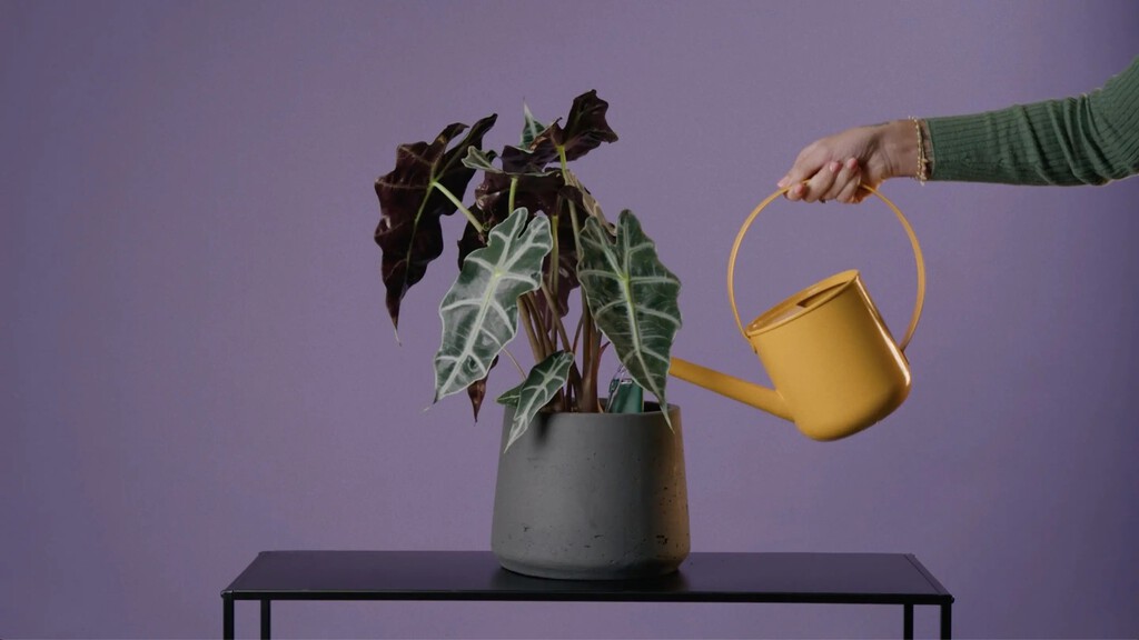 Adiós a que se mueran las plantas de la terraza por regarlas mucho, o poco: este invento promete ayudarnos a cuidarlas 
