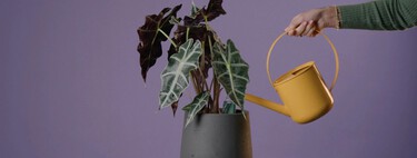 Adiós a que se mueran las plantas de la terraza por regarlas mucho, o poco: este invento promete ayudarnos a cuidarlas 
