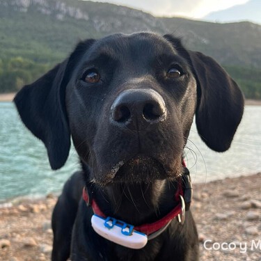 Soy educador canino y desde que probé este GPS para perros se lo recomiendo a todo el mundo 