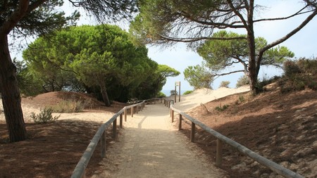 Toyota Playa en otoño