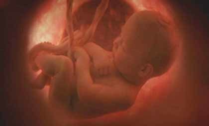 Una dieta alta en grasas en el embarazo programa la obesidad en los hijos