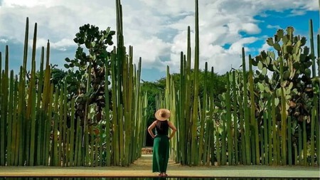Etnobotanico