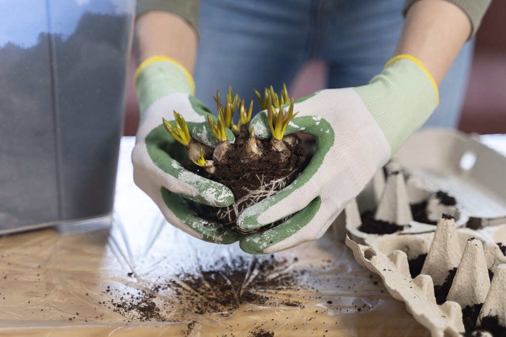 Qué plantar en el jardín en diciembre si quieres tener un jardín lleno de color en primavera