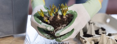 Qué plantar antes de que acabe el año para recibir la primavera con un jardín espectacular