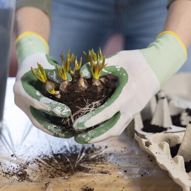 Estas son las especies que hay que plantar en diciembre para tener un jardín lleno de color en primavera