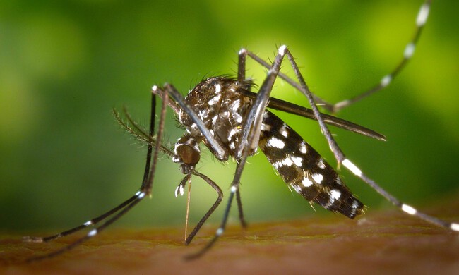 mosquitos